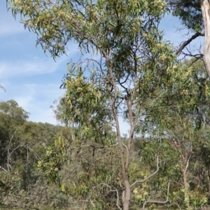 Acacia implexa at Symonston, ACT - 17 Jan 2019 08:25 AM