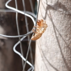 Cicadettini sp. (tribe) (Cicada) at Symonston, ACT - 16 Jan 2019 by JackyF