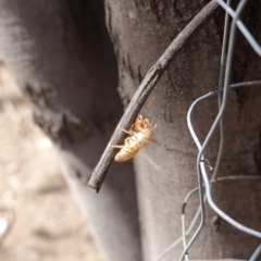 Cicadettini sp. (tribe) at Symonston, ACT - 17 Jan 2019 10:35 AM