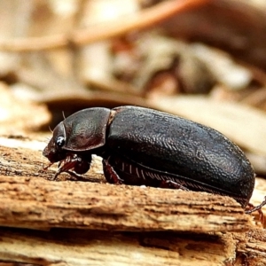 Melolonthinae sp. (subfamily) at Crooked Corner, NSW - 8 Jan 2019