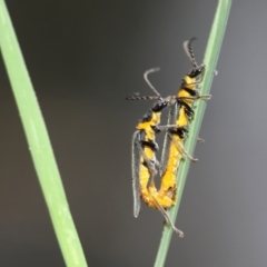 Chauliognathus lugubris (Plague Soldier Beetle) at Australian National University - 21 Mar 2015 by HarveyPerkins