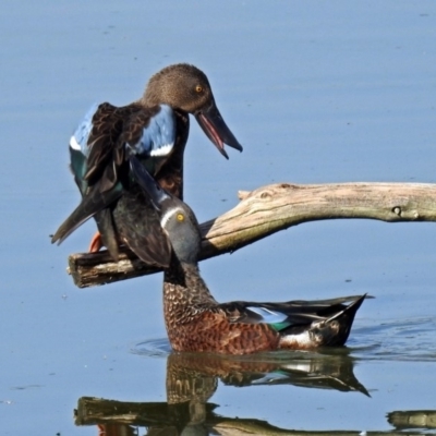 Spatula rhynchotis (Australasian Shoveler) at Fyshwick, ACT - 17 Jan 2019 by RodDeb