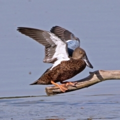 Spatula rhynchotis at Fyshwick, ACT - 17 Jan 2019 08:47 AM