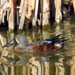 Spatula rhynchotis at Fyshwick, ACT - 17 Jan 2019 08:47 AM