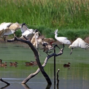 Threskiornis molucca at Fyshwick, ACT - 17 Jan 2019