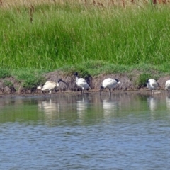 Threskiornis molucca at Fyshwick, ACT - 17 Jan 2019