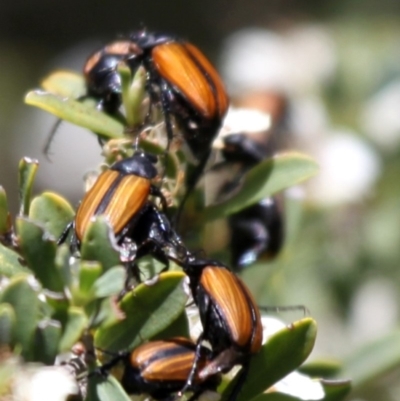 Phyllotocus marginipennis (Nectar scarab) at Tennent, ACT - 25 Dec 2014 by HarveyPerkins