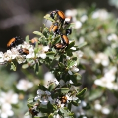 Phyllotocus marginipennis at Tennent, ACT - 26 Dec 2014 10:58 AM