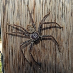 Isopeda (genus) (Huntsman Spider) at Fyshwick, ACT - 17 Jan 2019 by RodDeb