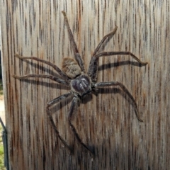 Isopeda sp. (genus) (Huntsman Spider) at Fyshwick, ACT - 17 Jan 2019 by RodDeb