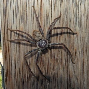 Isopeda sp. (genus) at Fyshwick, ACT - 17 Jan 2019 09:21 AM