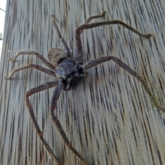 Isopeda sp. (genus) at Fyshwick, ACT - 17 Jan 2019 09:21 AM