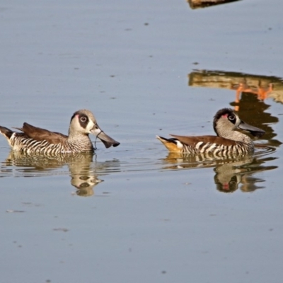 Malacorhynchus membranaceus (Pink-eared Duck) at Fyshwick, ACT - 16 Jan 2019 by RodDeb