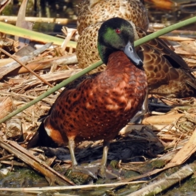 Anas castanea (Chestnut Teal) at Jerrabomberra Wetlands - 16 Jan 2019 by RodDeb