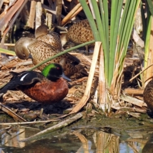 Anas castanea at Fyshwick, ACT - 17 Jan 2019