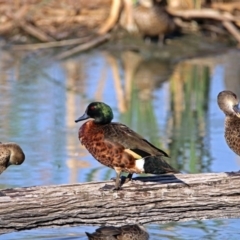 Anas castanea at Fyshwick, ACT - 17 Jan 2019