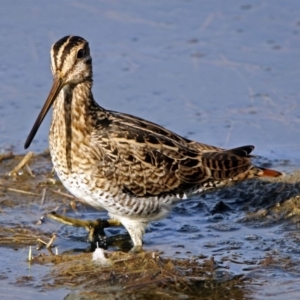 Gallinago hardwickii at Fyshwick, ACT - 17 Jan 2019