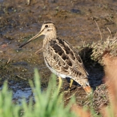 Gallinago hardwickii at Fyshwick, ACT - 17 Jan 2019 10:06 AM