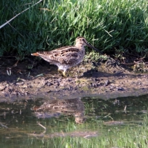 Gallinago hardwickii at Fyshwick, ACT - 17 Jan 2019