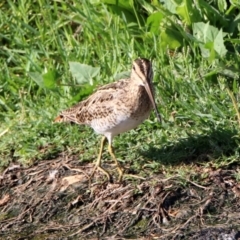 Gallinago hardwickii at Fyshwick, ACT - 17 Jan 2019