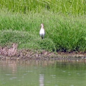 Gallinago hardwickii at Fyshwick, ACT - 17 Jan 2019