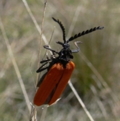 Porrostoma rhipidium (Long-nosed Lycid (Net-winged) beetle) at Rendezvous Creek, ACT - 4 Nov 2008 by HarveyPerkins