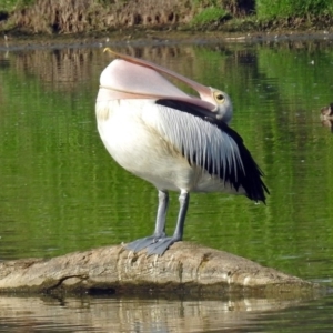 Pelecanus conspicillatus at Fyshwick, ACT - 17 Jan 2019 10:08 AM