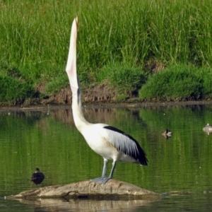 Pelecanus conspicillatus at Fyshwick, ACT - 17 Jan 2019 10:08 AM