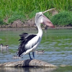 Pelecanus conspicillatus at Fyshwick, ACT - 17 Jan 2019