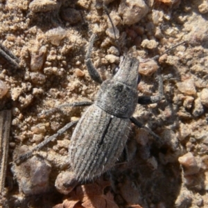 Naupactus leucoloma at Booth, ACT - 29 Mar 2009