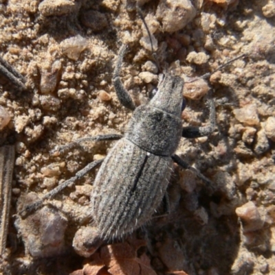 Naupactus leucoloma (White-fringed weevil) at Booth, ACT - 29 Mar 2009 by HarveyPerkins