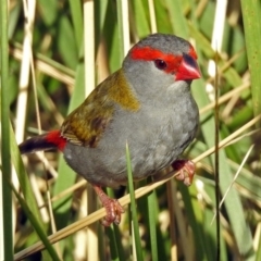 Neochmia temporalis (Red-browed Finch) at Fyshwick, ACT - 16 Jan 2019 by RodDeb