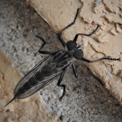 Cerdistus sp. (genus) (Yellow Slender Robber Fly) at Wanniassa, ACT - 17 Jan 2019 by JohnBundock