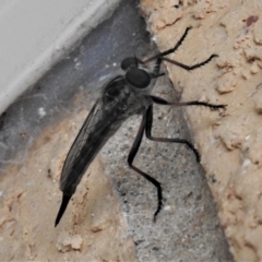 Cerdistus sp. (genus) at Wanniassa, ACT - 17 Jan 2019 05:27 PM