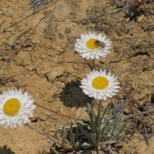 Lasioglossum (Chilalictus) sp. (genus & subgenus) at Dry Plain, NSW - 17 Nov 2018 11:49 AM