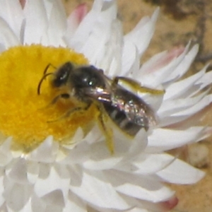 Lasioglossum (Chilalictus) sp. (genus & subgenus) at Dry Plain, NSW - 17 Nov 2018 11:49 AM