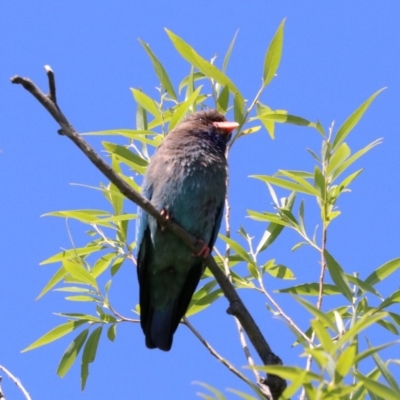 Eurystomus orientalis (Dollarbird) at Campbell, ACT - 30 Nov 2018 by jbromilow50