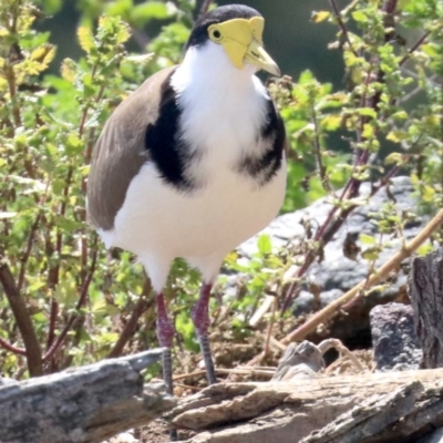 Vanellus miles (Masked Lapwing) at Parkes, ACT - 30 Nov 2018 by jb2602