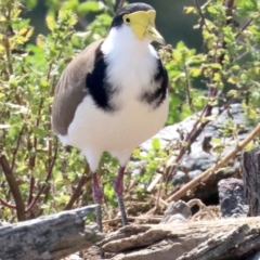 Vanellus miles (Masked Lapwing) at Lake Burley Griffin Central/East - 30 Nov 2018 by jbromilow50