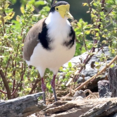 Vanellus miles (Masked Lapwing) at Parkes, ACT - 30 Nov 2018 by jbromilow50