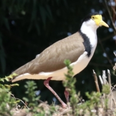 Vanellus miles at Parkes, ACT - 30 Nov 2018 11:04 AM