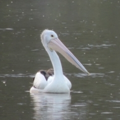 Pelecanus conspicillatus (Australian Pelican) at Point Hut to Tharwa - 17 Jan 2019 by MichaelBedingfield