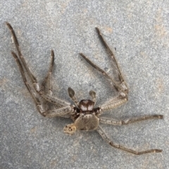 Isopeda (genus) (Huntsman Spider) at Watson, ACT - 18 Jan 2019 by AaronClausen