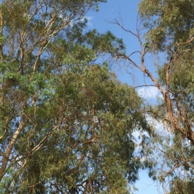 Polytelis swainsonii (Superb Parrot) at Hackett, ACT - 17 Jan 2019 by petersan