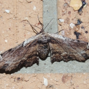 Pholodes sinistraria at Conder, ACT - 18 Dec 2018