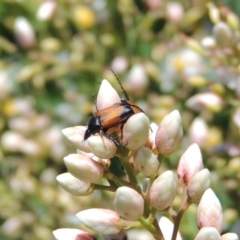 Phyllotocus navicularis (Nectar scarab) at Conder, ACT - 24 Dec 2018 by michaelb