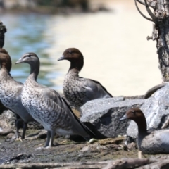 Chenonetta jubata (Australian Wood Duck) at Lake Burley Griffin Central/East - 30 Nov 2018 by jbromilow50