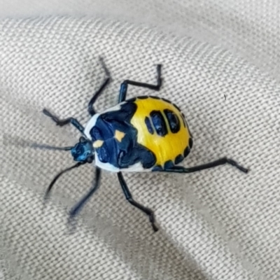 Commius elegans (Cherry Ballart Shield Bug) at Paddys River, ACT - 16 Jan 2019 by laura.williams