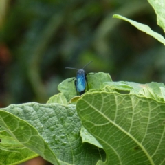 Austroscolia soror (Blue Flower Wasp) at Wanniassa, ACT - 18 Jan 2019 by jks