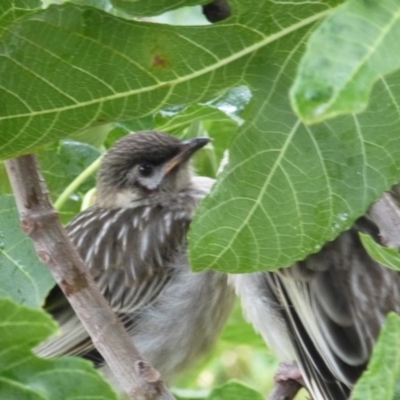 Anthochaera carunculata (Red Wattlebird) at Wanniassa, ACT - 5 Jan 2019 by jksmits